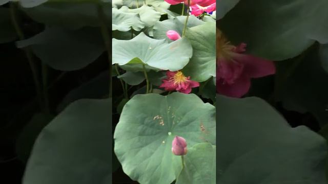 Sen Nhật hoa màu hồng đậm смотреть онлайн