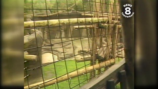 San Diego Zoo animals take a spring storm in stride in 1978 смотреть онлайн