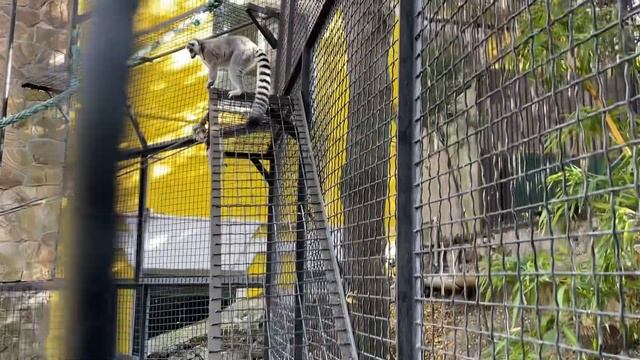 Лемуры отказались от угощений! смотреть онлайн