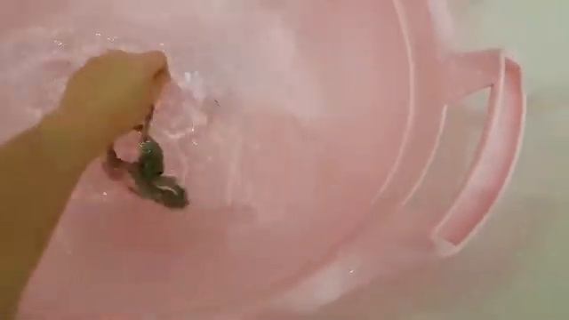 ПРОВЕРКА!!?Проверяем как плавает АВСТРАЛИЙСКАЯ ГОЛУБАЯ КВАКША смотреть онлайн