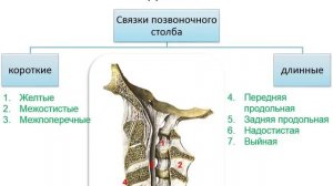 Общая артрология. Соединения костей скелета туловища