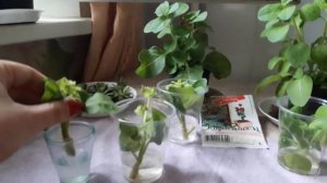 Мой первый опыт. Размножение петуньи черенками.( My experience. Breeding petunias cuttings).