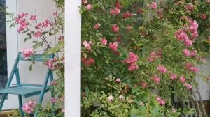 Плетистые розы в фарфоровом саду