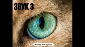 Любимые звуки кошек котов и собак Звуки которые привлекают котов кошек и собак