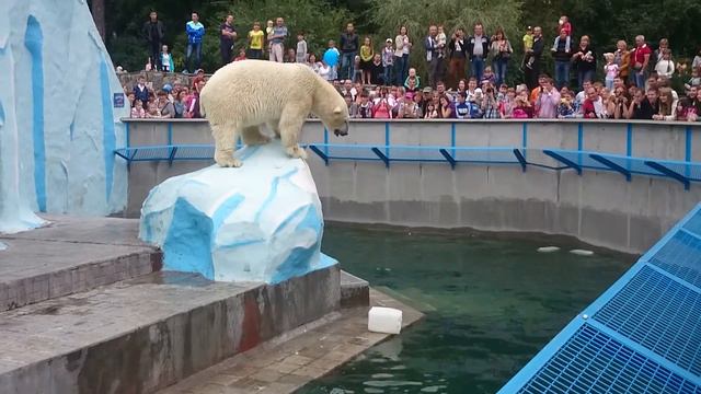 Белый медведь ШОУ в зоопарке смотреть онлайн