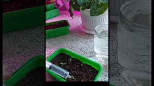 Подкормка эустомы кальциевой селитрой