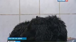 Как спасали собаку