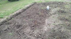 Спасаю розы! Ложная Мучнистая роса! Как выглядит заболевание.