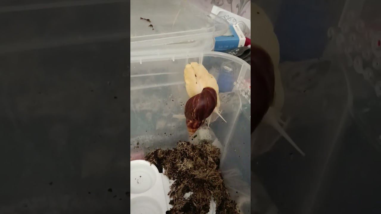 Лаки сам полез домой!!! смотреть онлайн