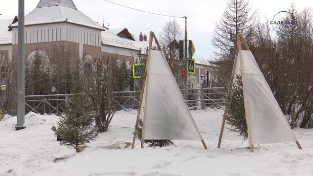Хвойные саженцы укрыли на зиму смотреть онлайн