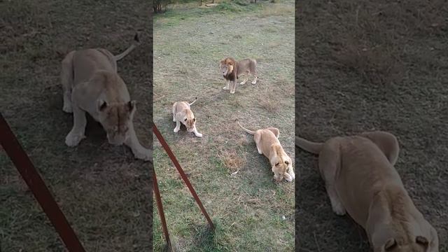 Львы ждут мясо.Парк Львов тайган смотреть онлайн