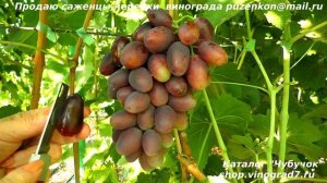 Виноград ТОРНАДО - ранний и очень крупный. Будет ли конкурентом АЛВИКЕ?