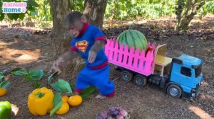 Умная обезьянка BiBi идёт собирать фрукты,чтоб съесть их с Эми