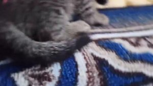 Котик сердится! ☺🐱