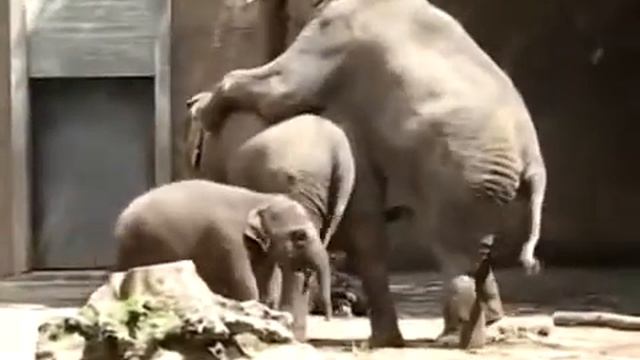 Спаровування слонів смотреть онлайн