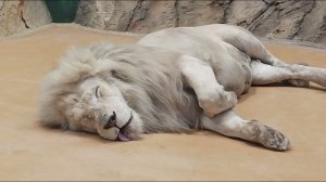 ANIMAL LEON ❄️ ,WORLD, МИР, ЖИВОТНЫХ  ЛЕВ
