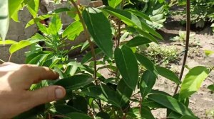 Актинидия зацвела первый раз...