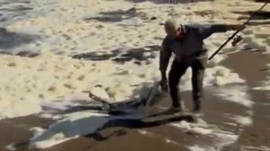 Ловля Монстра. Нильский Окунь