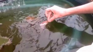 Пруд своими руками.  Пластиковые пруды...Дизайн пруда.       07.07 2020