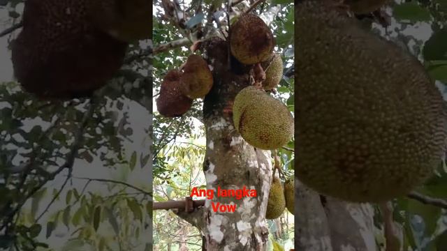 ANG LANGKA ( THE JACKFRUIT )#Short/Amay Degumbis