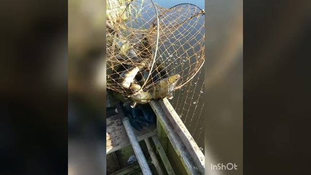 Рыбалка на вятель 2. Линь, краснопёрка. - смотреть видео онлайн от ...