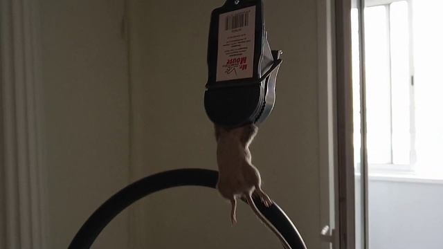 Мышь под натяжным потолком смотреть онлайн