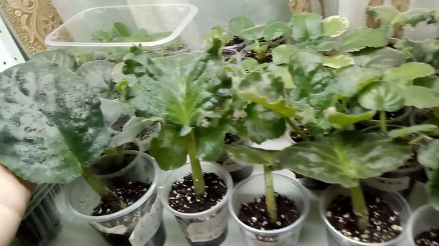 ЧЕРЕНКИ ФИАЛОК ТРЕТИЙ СОРТ )) ДЕШЕВО И ВЫГОДНО ! смотреть онлайн