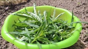 Формирование Иван-чайного ??? куста. (Russian tea).