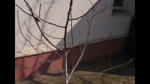 Обрезка. Нужна ли она хурме ?