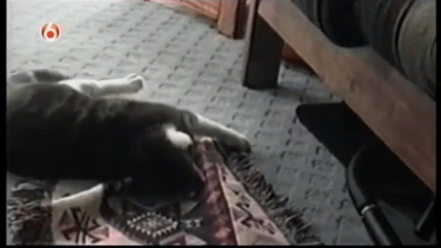 Как украсть коврик у кота