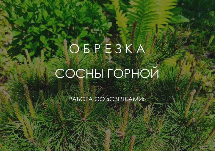 Сосна горная. Обрезка, работа со "свечками"