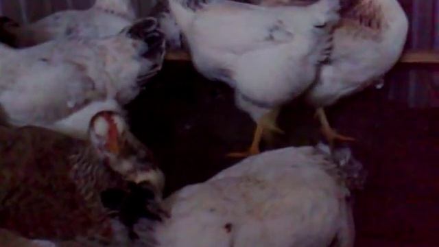 Юрловские куры Бухтиярова Г.А.(4) смотреть онлайн