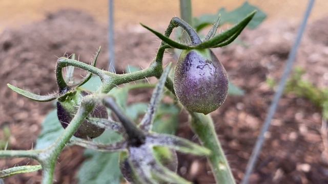 How To Prune Garden Tomatoes #tomatoes смотреть онлайн