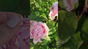 Розы Крокус Роуз, Бразе Кадфаэль, Джеймс Гэлвей, Тизинг Джорджия