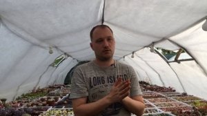 Как правильно ухаживать за Литопсами в домашних условиях?
