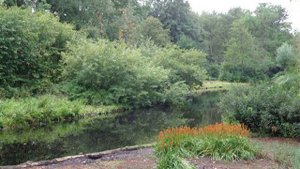 Тонкая рябина - Русская народная песня