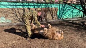 Чук очень Грозный Лев)))