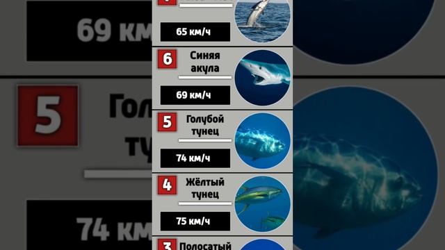 Топ  - 10 самых быстрых рыб в мире
