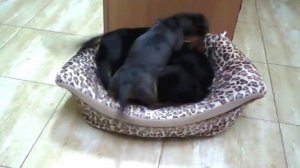 ? ? ? ^ ЧТО ЛУЧШЕ ОДНОЙ ТАКСЫ? ТОЛЬКО ТРИ ТАКСЫ! Наши прикольные ТАКСЫ :))