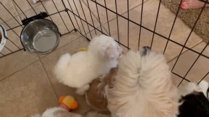 Coton de Tulear Puppies For Sale - Sandy 6/3/23