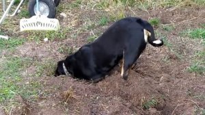 Аппенцеллер зенненхунд Queen of Night. Охота на водяных крыс.