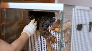 Как сделать биоактивный террариум своими руками. Мастер-класс.