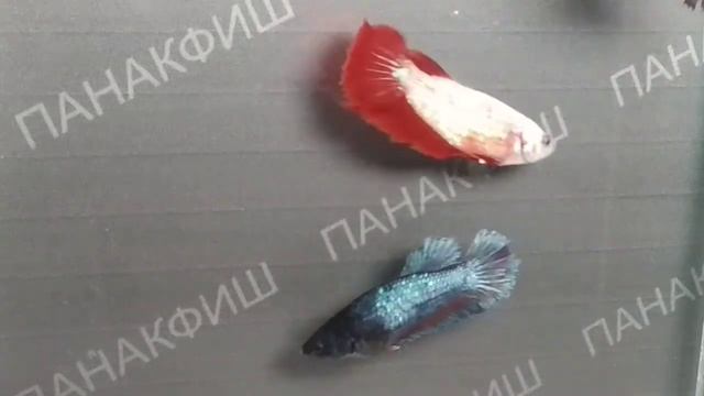 Петушок дельта самка (Betta splendens) смотреть онлайн