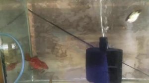 Как часто я нерещу барбусов.