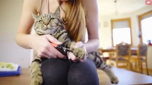 14 Things I Wish I Knew BEFORE Getting a Cat