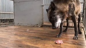 Волк съел три курицы за раз , Канадский волк Акела / северный волк / крупный волк