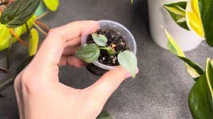 Черенкую филодендроны | Philodendron Cobra, Brandtianum, Erubescens