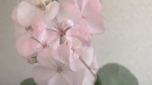 Flowering my pelargoniums (geraniums)