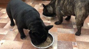 Французские бульдоги БумОсики. Еда для моих французов