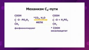 Биология. 11 класс. Анатомия листа с3 и с4 растений /28.09.2020/